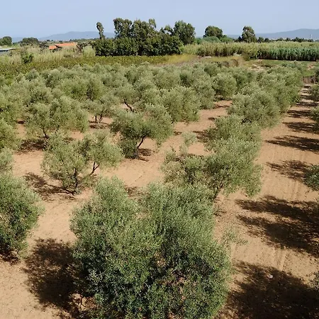 La Casa Degli Ulivi *