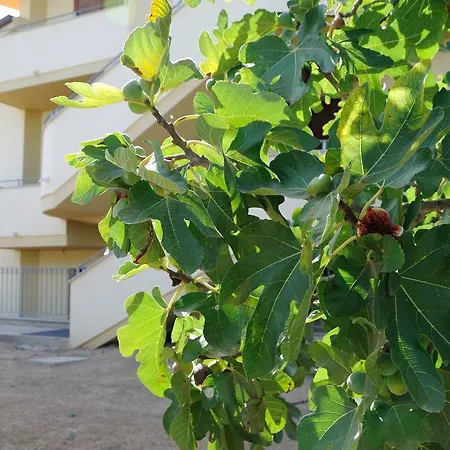 Casa vacanze La Casa Degli Ulivi Càbras